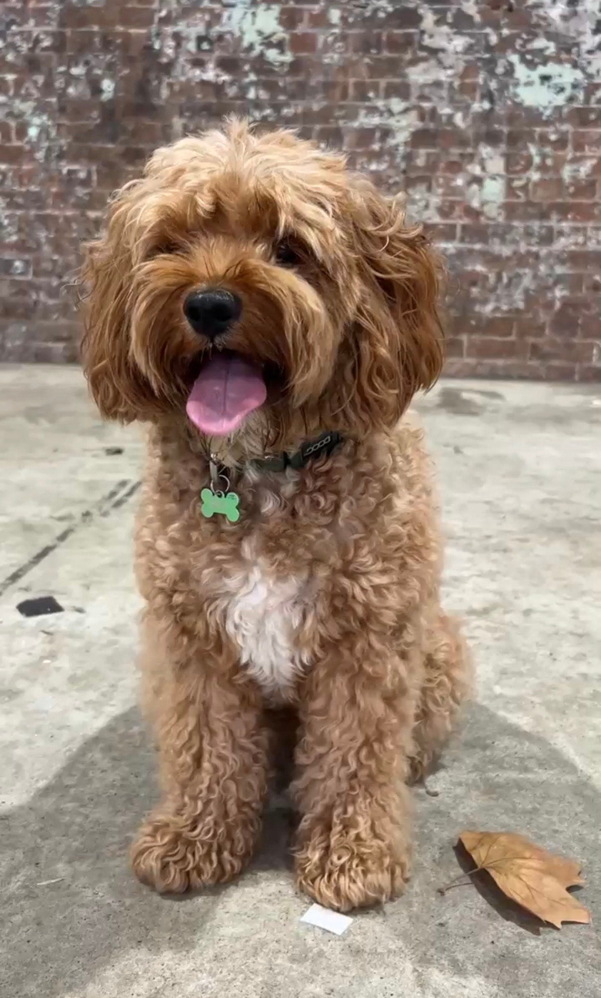 Finn the cavoodle