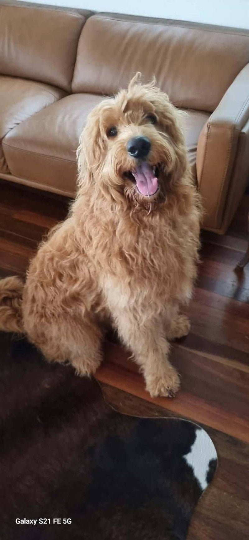 Teddy, a wavy coat oodle