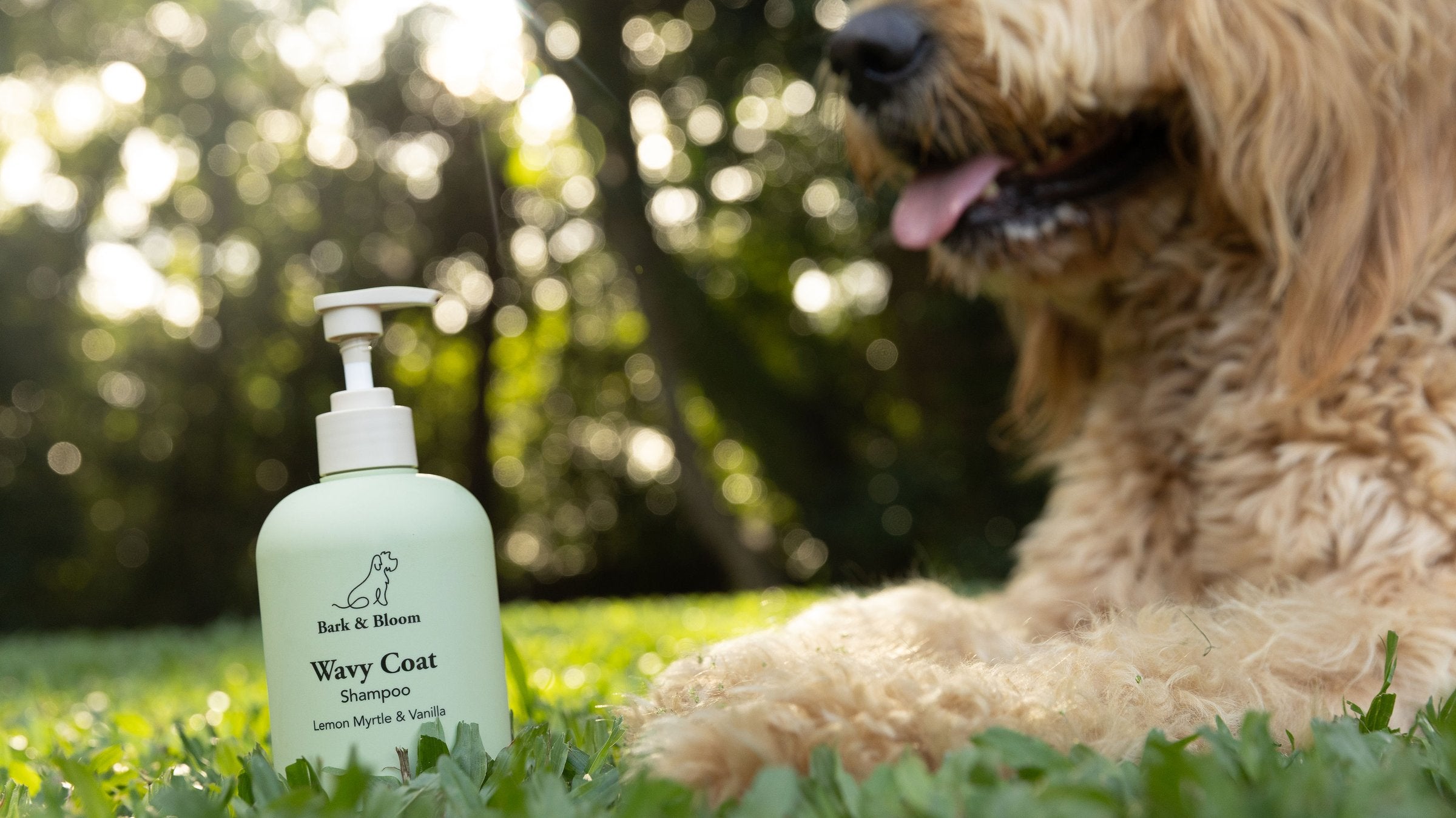 Bark & Bloom Wavy Coat Shampoo in the grass with a dog