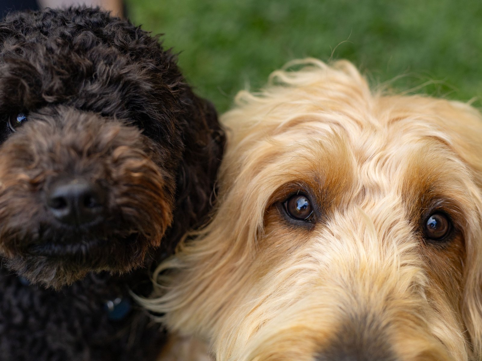 A curly coated dog and a wavy coated dog side by side