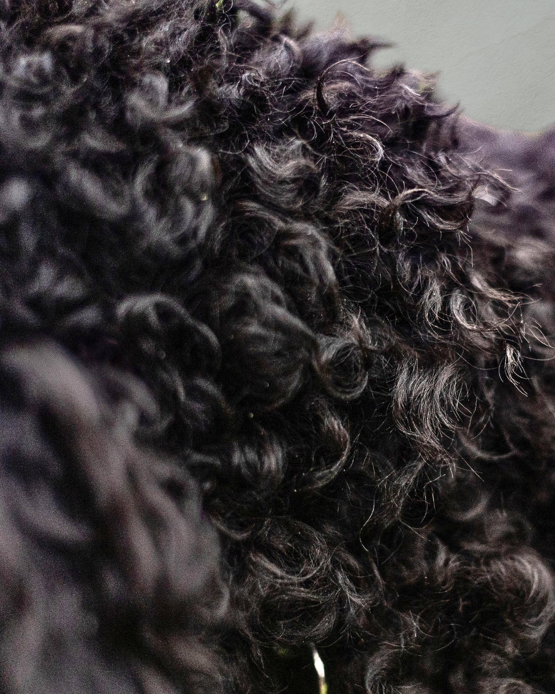 Curly coat