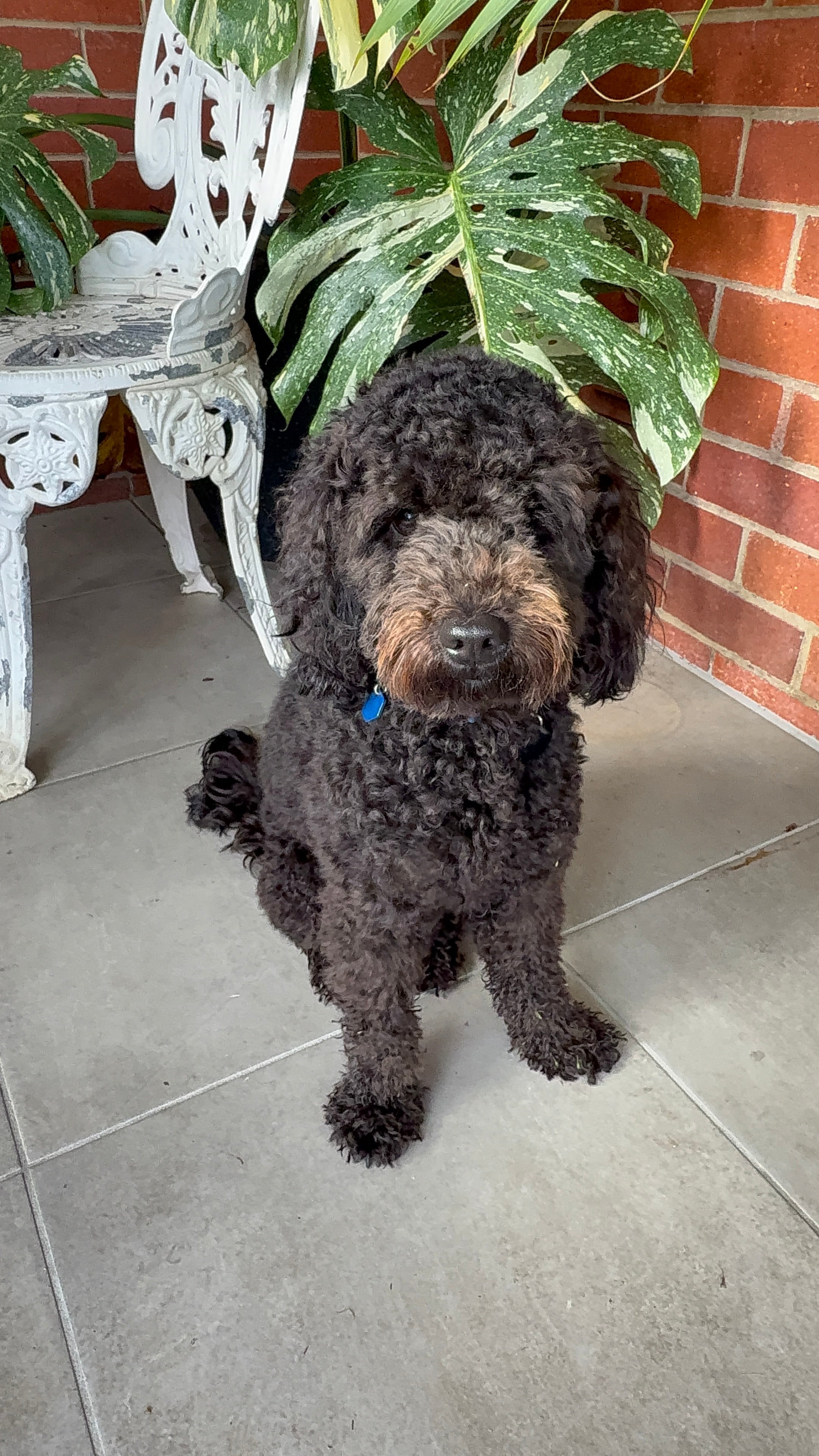 Before / After - Curly coat