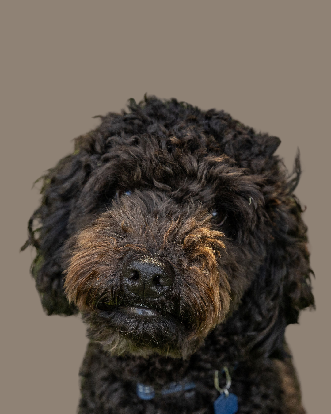 Curly coat