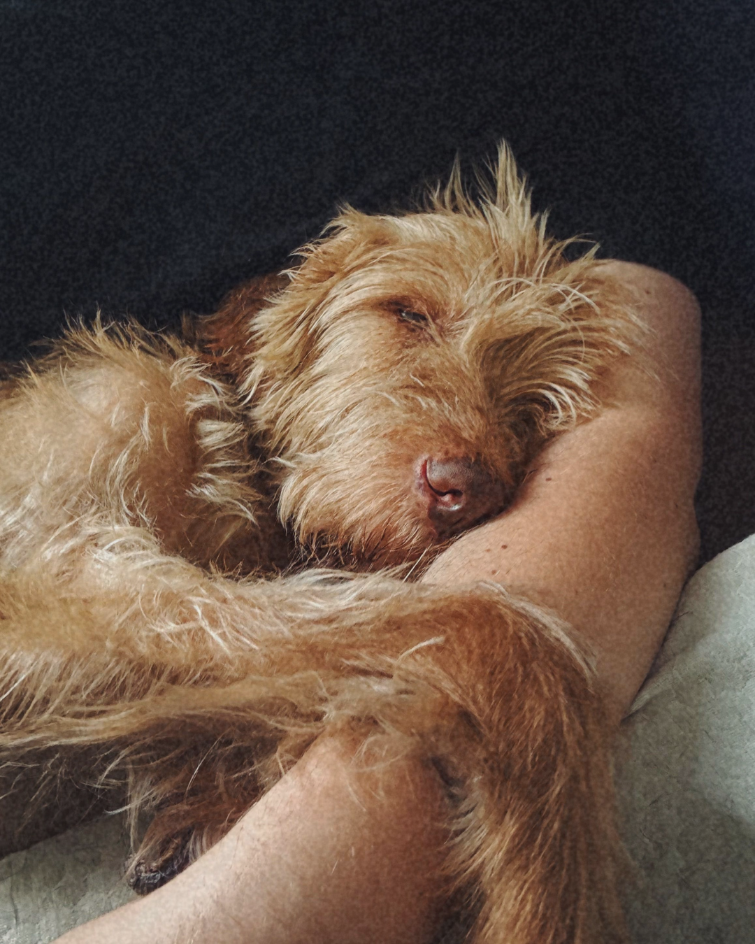 A dog resting peacefully