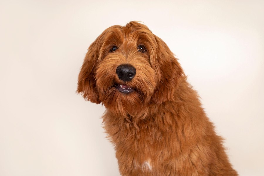 An oodle with a wavy coat